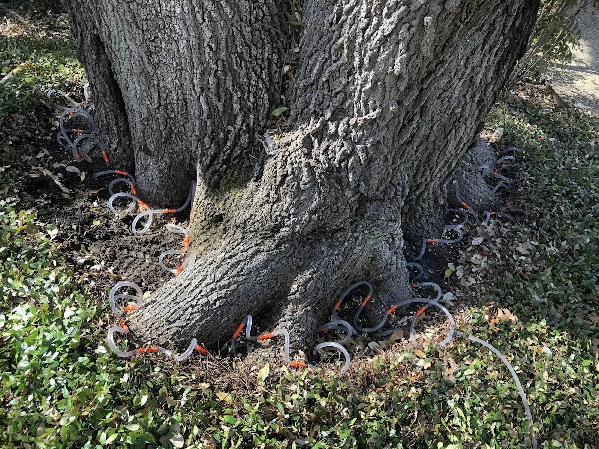 Detailed Tree Cabling and Bracing job site in Herndon
